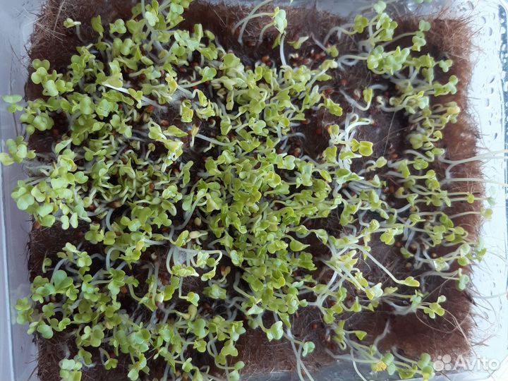 Микрозелень на заказ