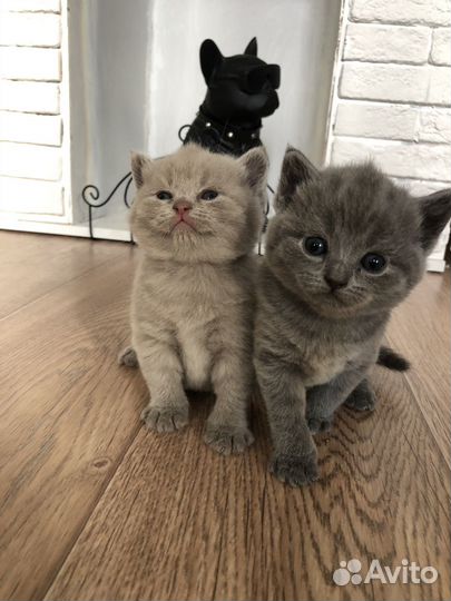 Британские котята