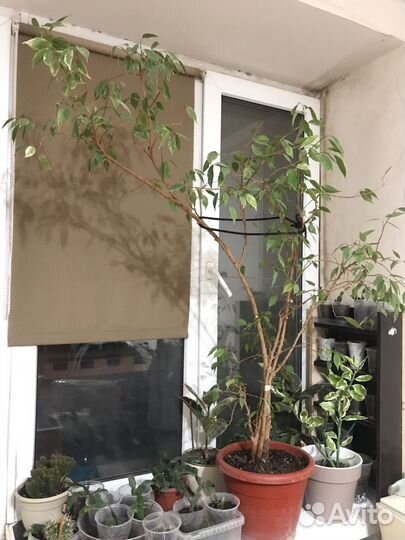 Фикус Бенжамина