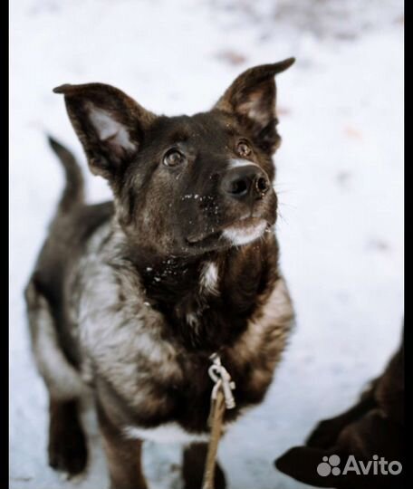 Щенку не место в приюте
