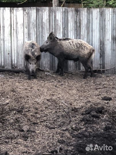 Дикий кабан