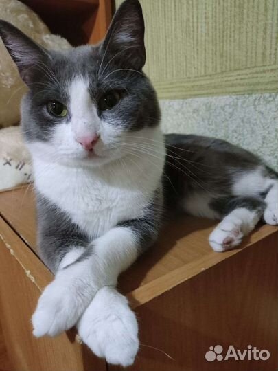 Котики и кошки могут оказаться на улице