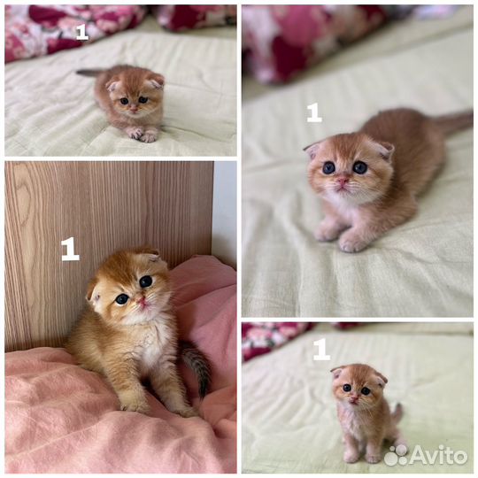 Шотландские вислоухие котята, золотая шиншилла