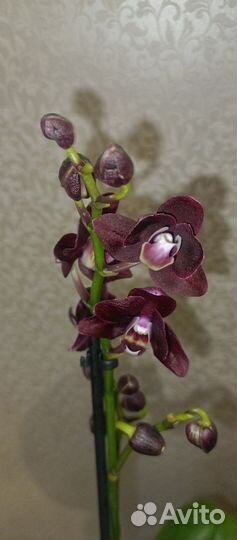 Орхидея фаленопсис