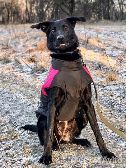 Трогательная Черничка ищет дом