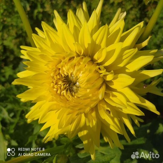 Георгины клубни