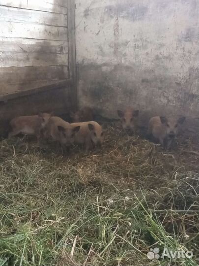Поросята кармалы