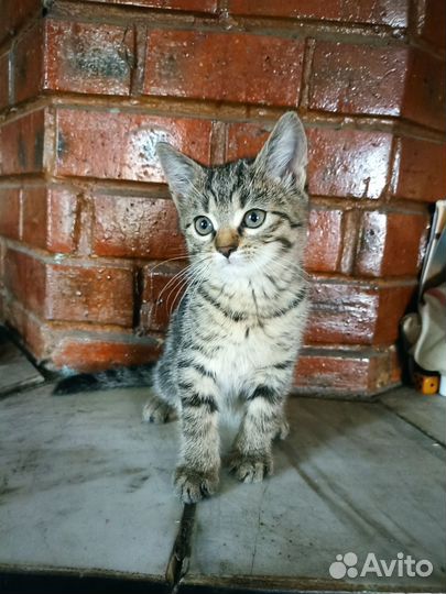 Котенок в добрые руки