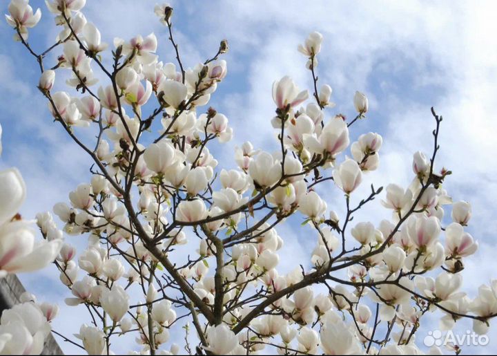 Магнолия суланжа белая