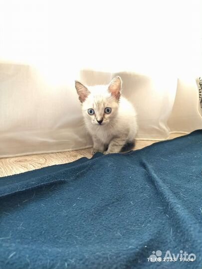 Котенок