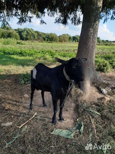 Козел на вязку