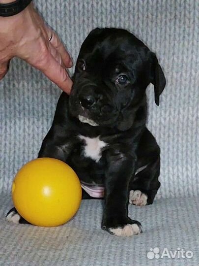 Девчули Кане Корсо