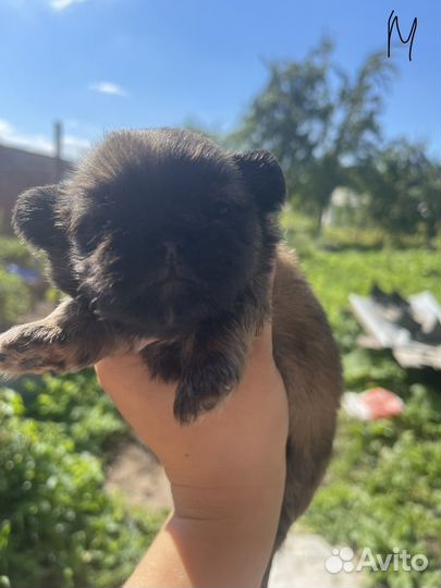 Щенки пекинеса