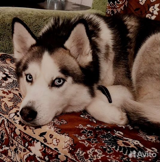 Пристраивается в добрые руки