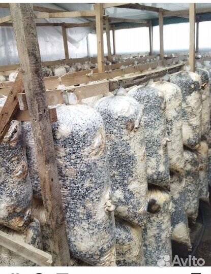 Грибные блоки отработанные