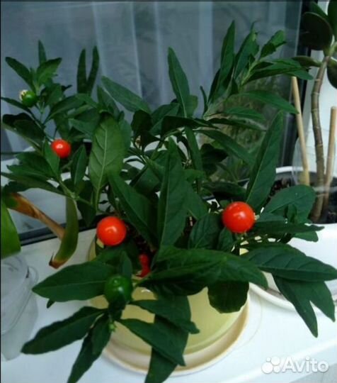 Домашние цветы