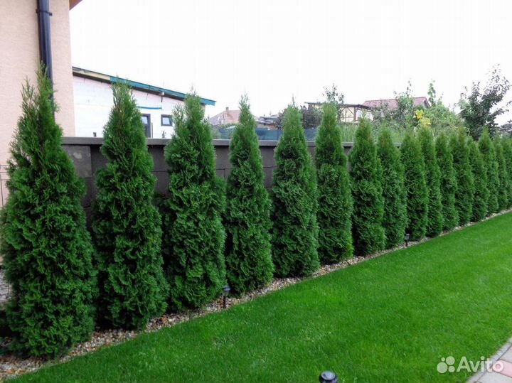 Туи брабант