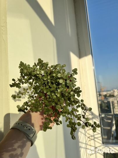 Пилея глаукофилла