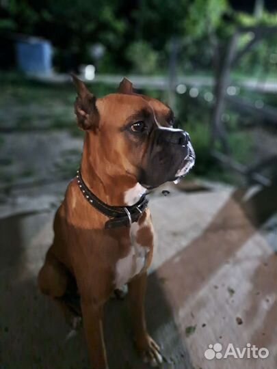 Боксер ищет девочку