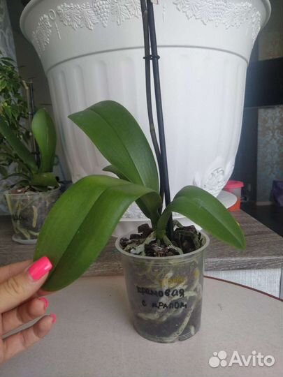 Орхидея фаленопсис оцветашки