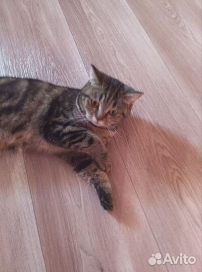 Шотландские котята мраморные