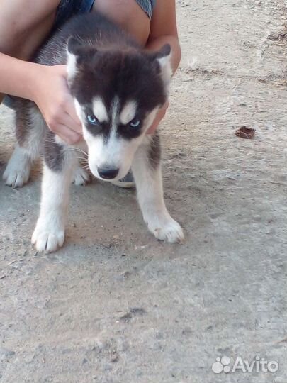 Щенки хаски
