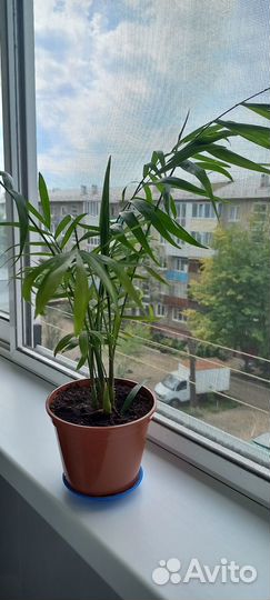 Хамедорея