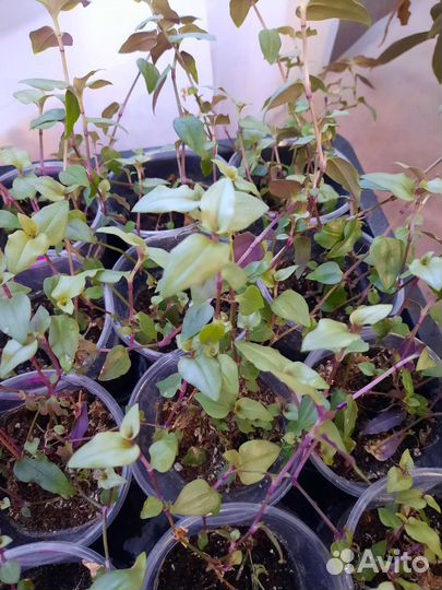 Комнатные растения