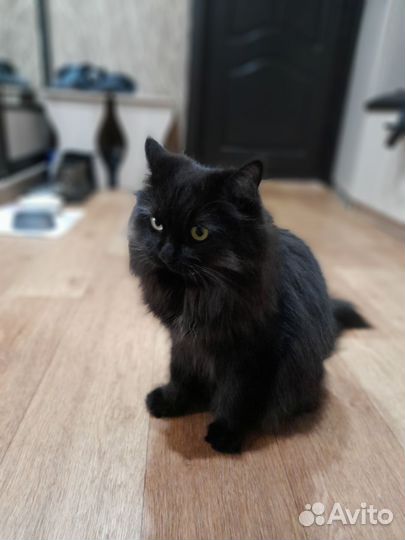 Отдам в добрые руки котиков