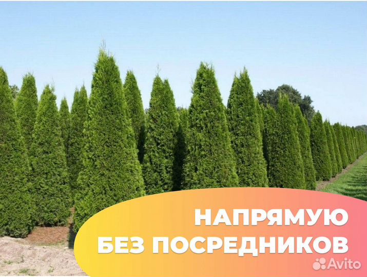 Туя смарагд 1,5 м