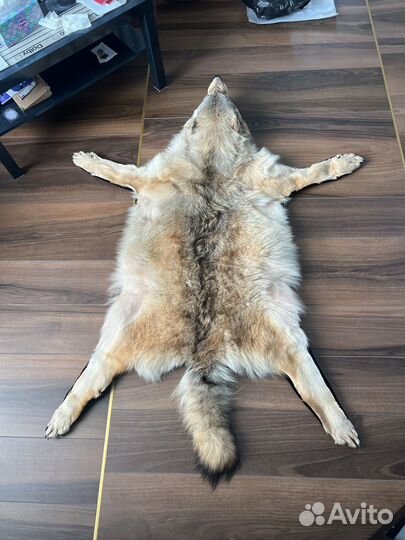 Волчья шкура