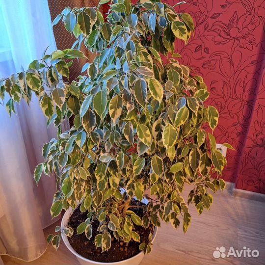 Фикус бенджамина большой