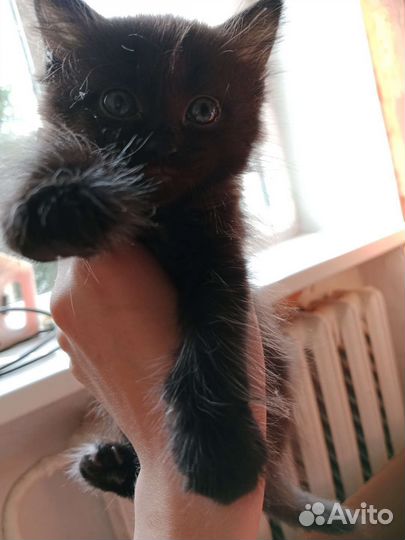 Кошка в дар бесплатно