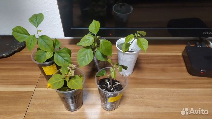 Бугенвиллия сортовая