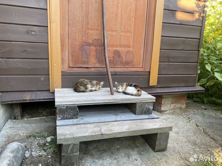 Котята в добрые руки даром