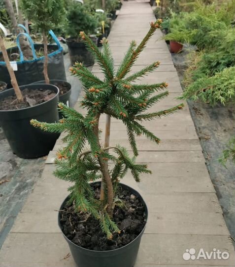 Ель фробург