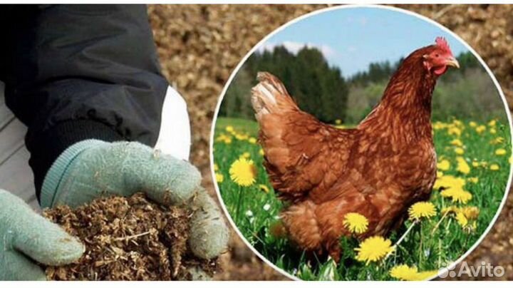 Куриный помет