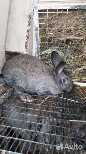 Кролик серый великан