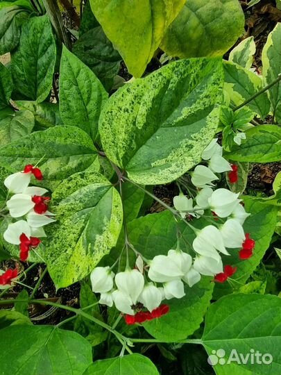 Клеродендрум вариегатный