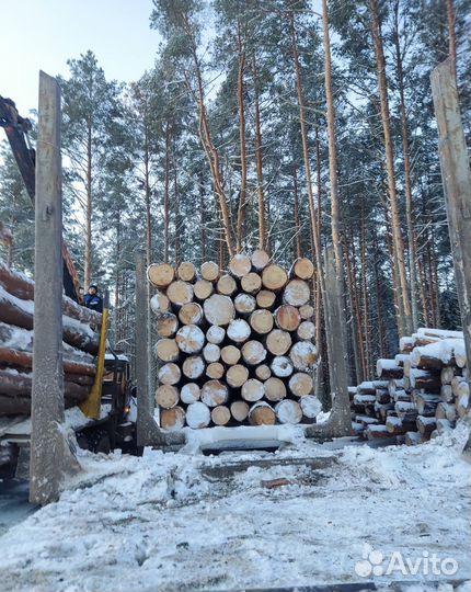 Пиловочник Деловой Лес Кругляк