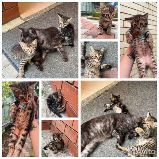 Котята в добрые руки мальчики