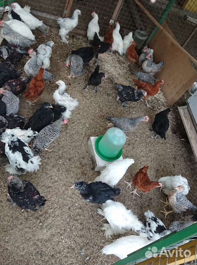Петухи породные молодые