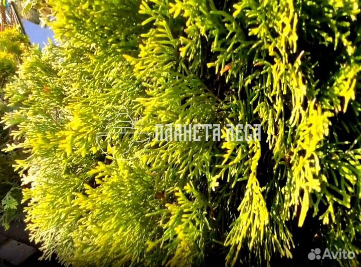 Туя западная Голден Смарагд Морозостойка