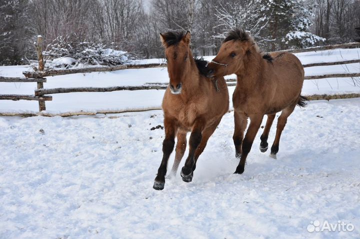 Много лошадей