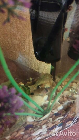 Аквариум 36х20х29 см