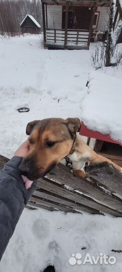 Отдам в добрые руки