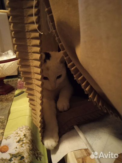 В добрые руки