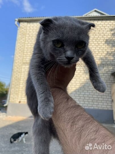 Шотландский котонок вислоухий
