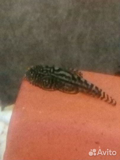 Номерные сомы