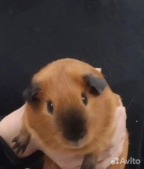 Морская свинка Английский Селф